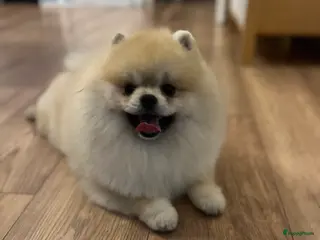 Pomeriaan honden Pomeranian dekreu! - Advertentie 1