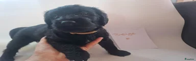 Labradoodle 7