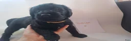 Labradoodle honden te koop: Labradoodle pups - Advertentie 12