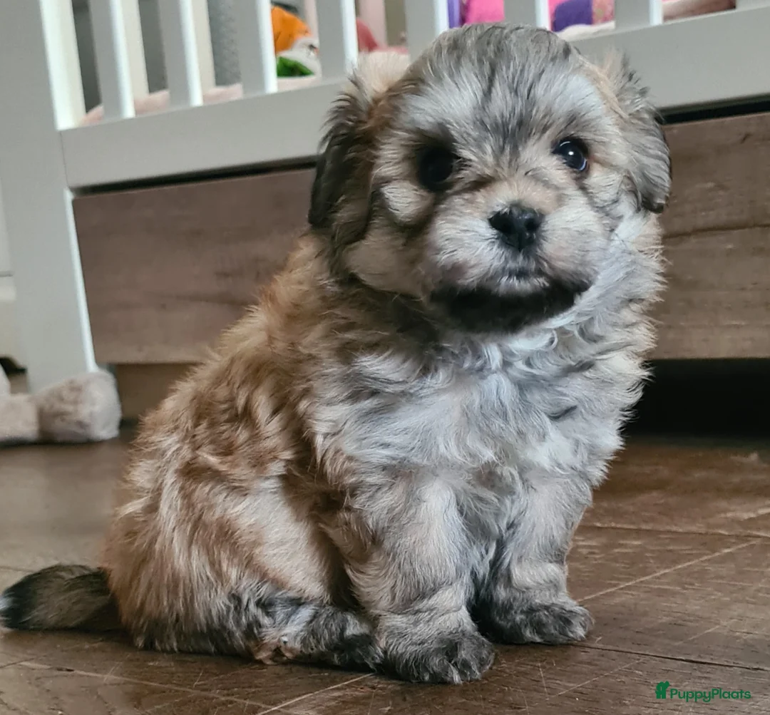 Kruising honden te koop: Prachtige lieve shipom pups - Advertentie 29