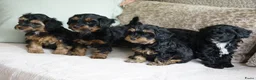 Kruising honden te koop: Maltipoo black & tan  een zwart met witte bles - Advertentie 16