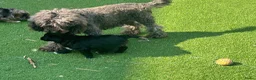Aussiedoodle honden te koop: Australian doodle miniatuur - Advertentie 8
