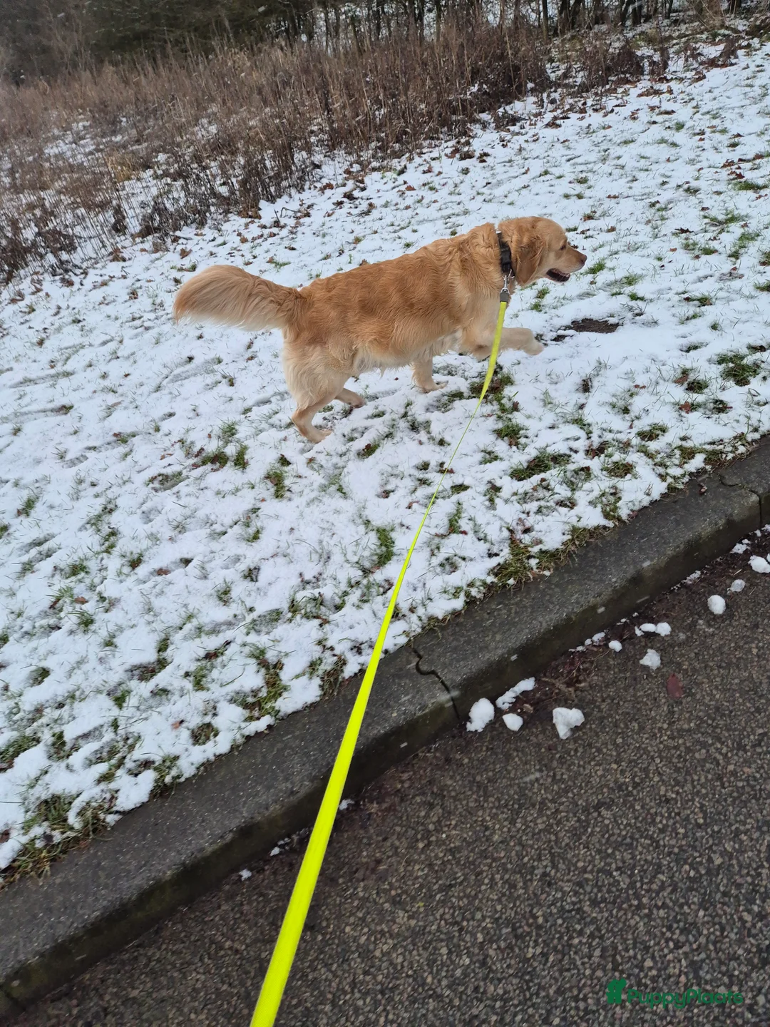 Golden Retriever honden te koop: Liefdevol en huiselijk nest Golden Retriever pups  - Advertentie 4