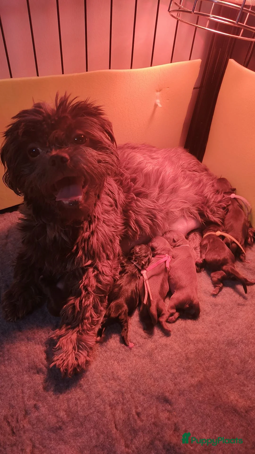 Kruising honden te koop: Shih tzu pups - Advertentie 1