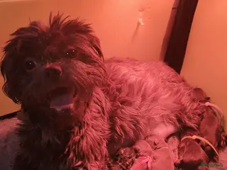 Kruising honden Shih tzu pups - Advertentie 1