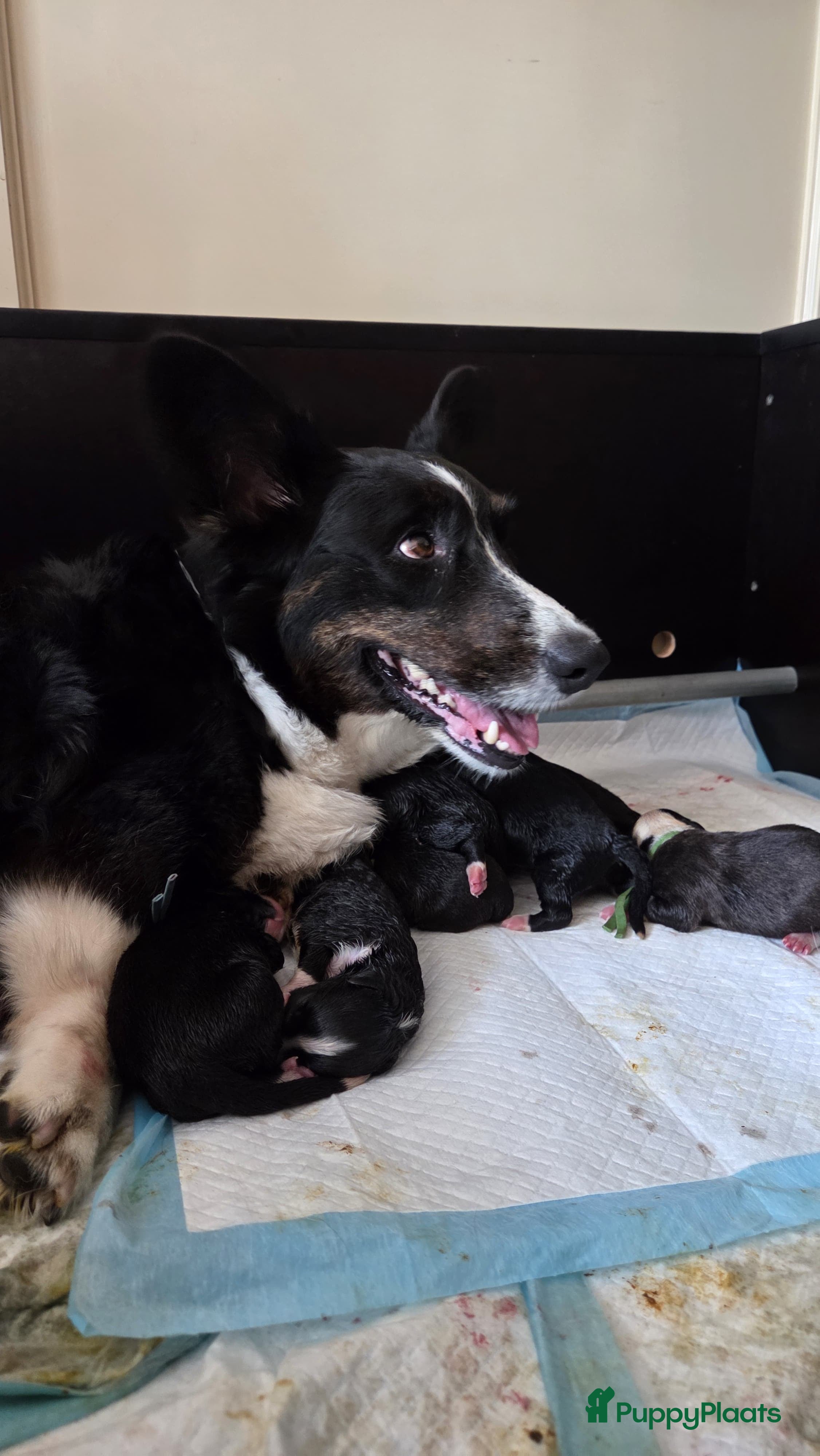Welsh Corgi Cardigan honden Cardigan Welsh Corgi pups - Advertentie 1