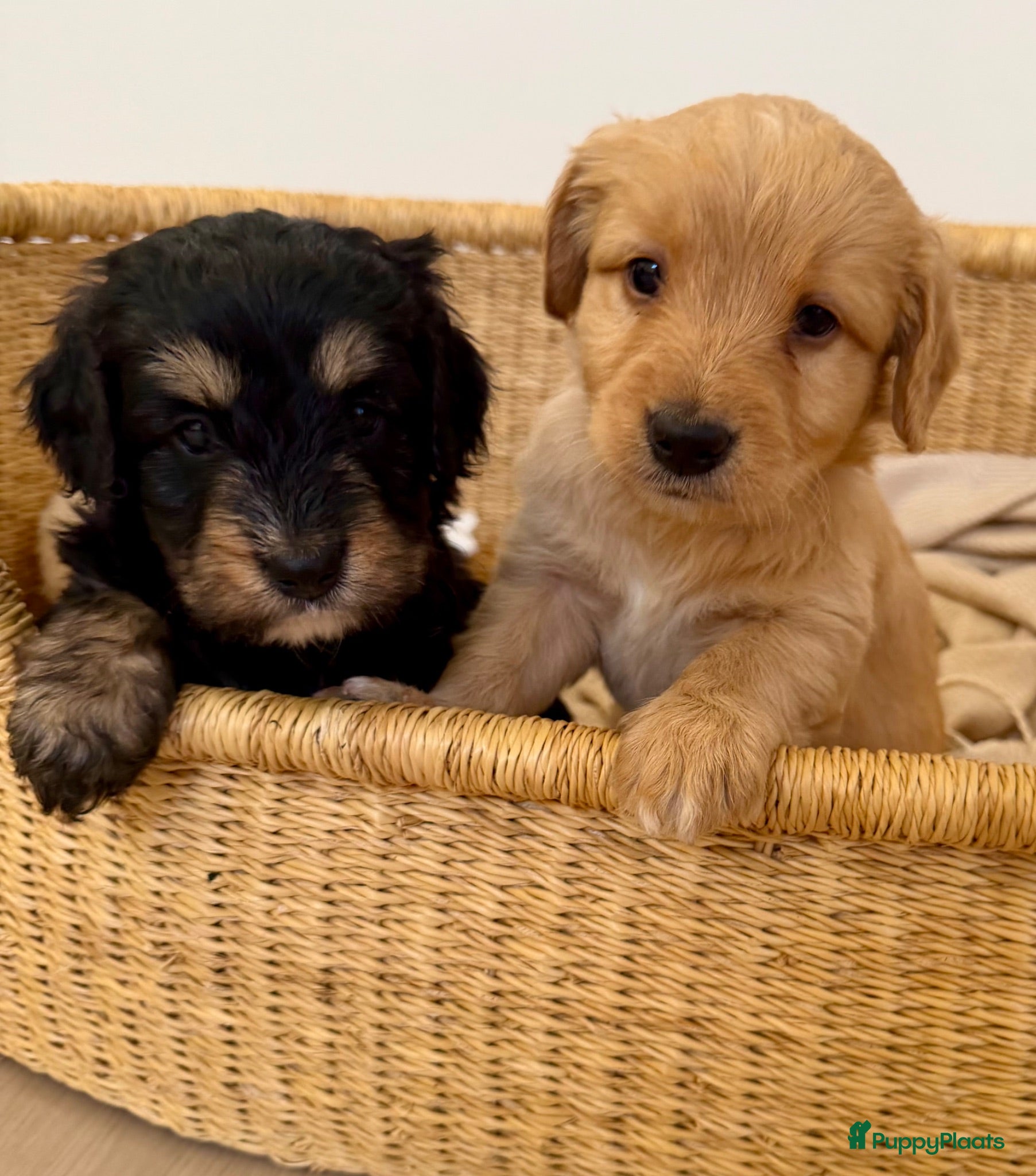 Bernedoodle honden Mini Bernedoodle pups te koop - Advertentie 1