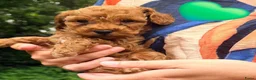 Kruising honden te koop: Kleine poedel pups (toypoedel x dwergpoedel) - Advertentie 21