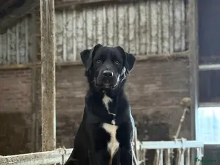 Kruising honden Unieke Borador pups F1 van Stamboom ouders - Advertentie 1