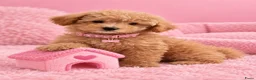 Maltipoo honden te koop: Prachtige maltipoo pups  - Advertentie 4