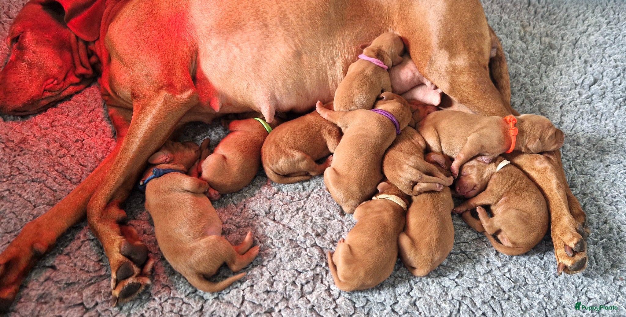 Vizsla korthaar honden Prachtige Vizsla pups uit Hongaarse bloedlijnen  - Advertentie 1