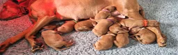 Vizsla korthaar honden te koop: Prachtige Vizsla pups uit Hongaarse bloedlijnen  - Advertentie 1