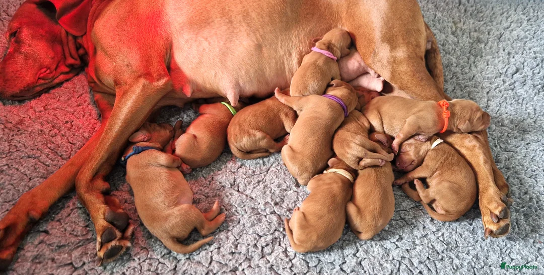 Vizsla korthaar honden te koop: Prachtige Vizsla pups uit Hongaarse bloedlijnen  - Advertentie 1