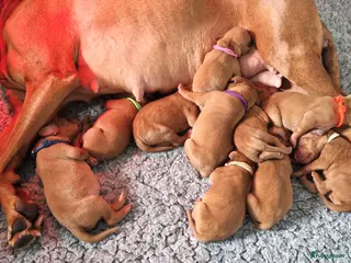 Vizsla korthaar honden Prachtige Vizsla pups uit Hongaarse bloedlijnen - Advertentie 1