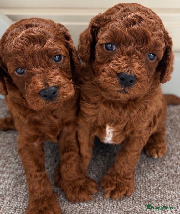 Poedel Toy honden Lieve rode toypoedel pups zoeken een warm thuis - Advertentie 1