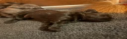Kruising honden te koop: 🧸TeddyPoo |ToyPoedelXTeddydog 🤎Ouders Aanwezig❣️ - Advertentie 5