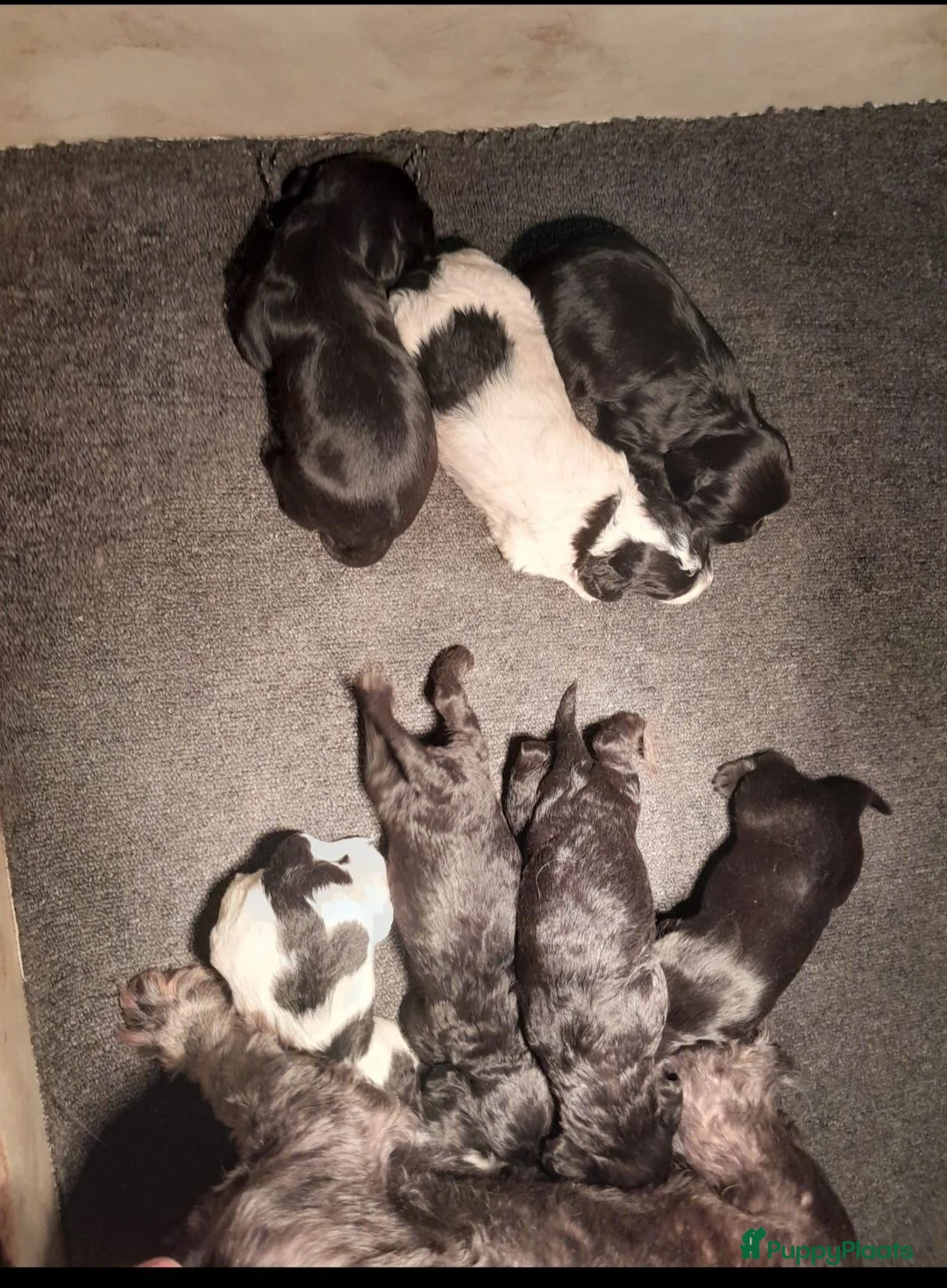 Kruising honden te koop: Prachtig nestje Boomer x EngelseCockerSpanielpups - Advertentie 11