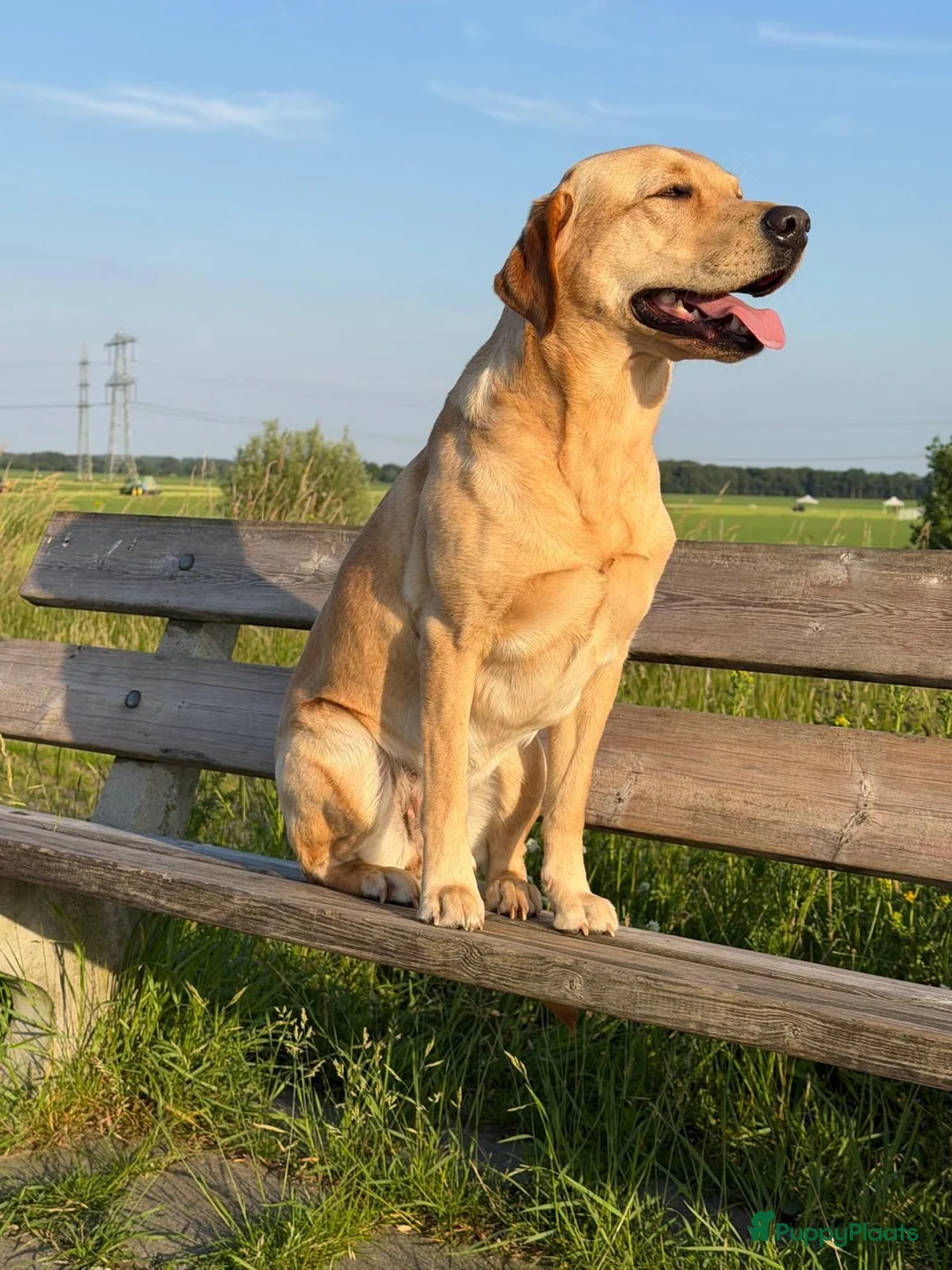 Labrador Retriever honden te koop: Nestje verwacht medio september 26  in Zwolle - Advertentie 4