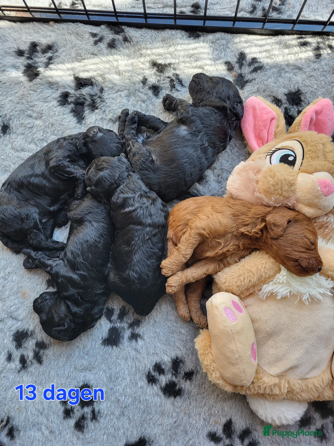 Poedel honden te koop: Middenslag poedel pups in Wernhout - Advertentie 2
