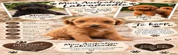 Australian Labradoodle honden te koop: 💕 Mini Australian Labradoodle teefje 💕 - Advertentie 1