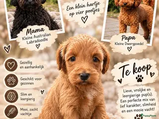 Australian Labradoodle honden 💕 Mini Australian Labradoodle teefje 💕 - Advertentie 7