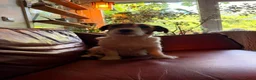 Jack Russel Terriër honden te koop: Jackrussell terrier pups met stambomen  - Advertentie 2