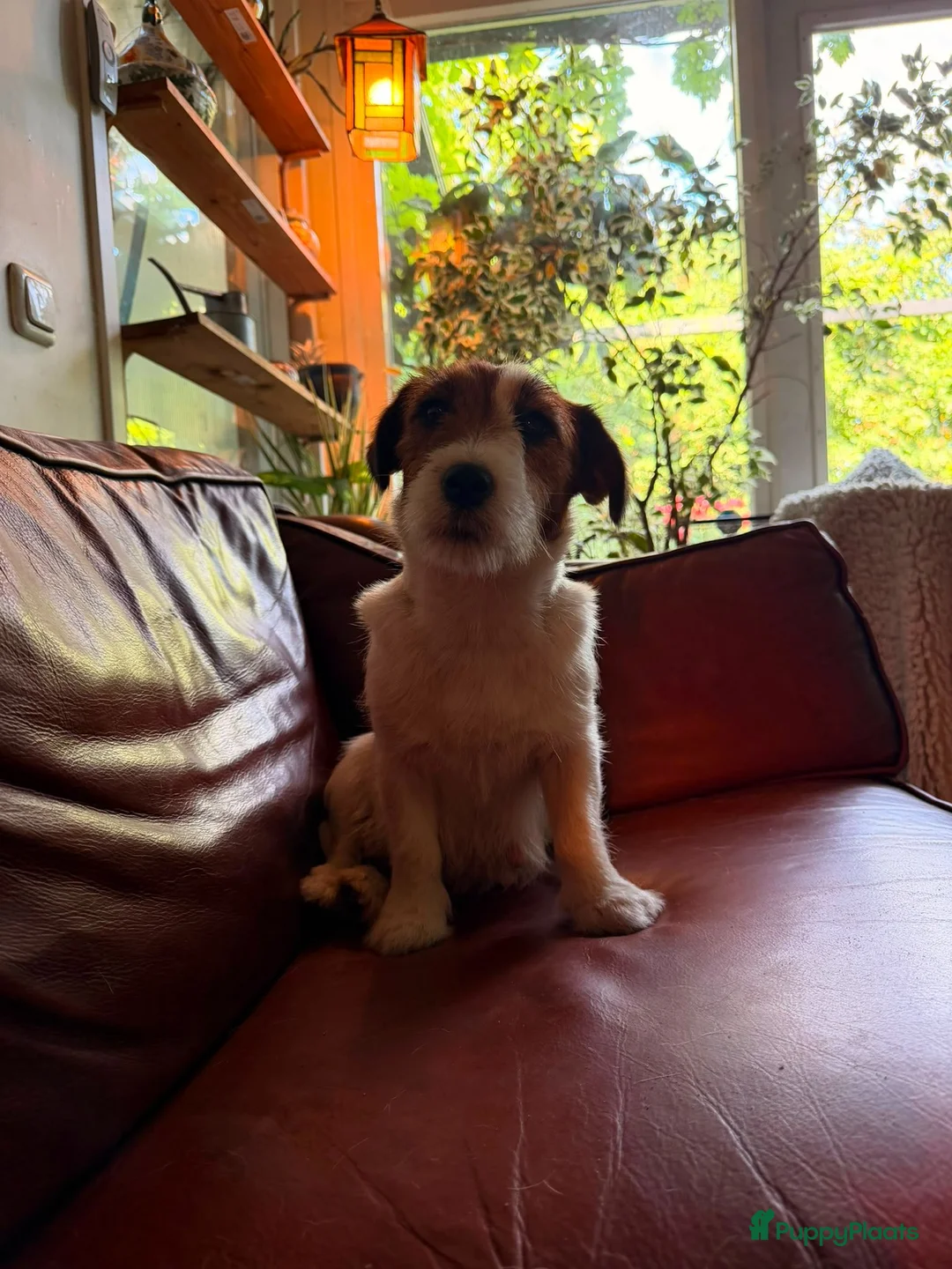 Jack Russel Terriër honden te koop: Jackrussell terrier pups met stambomen  - Advertentie 2