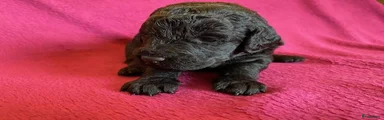Labradoodle 1