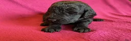 Labradoodle honden te koop:  Medium Labradoodle pups  zoeken gouden mandje - Advertentie 4
