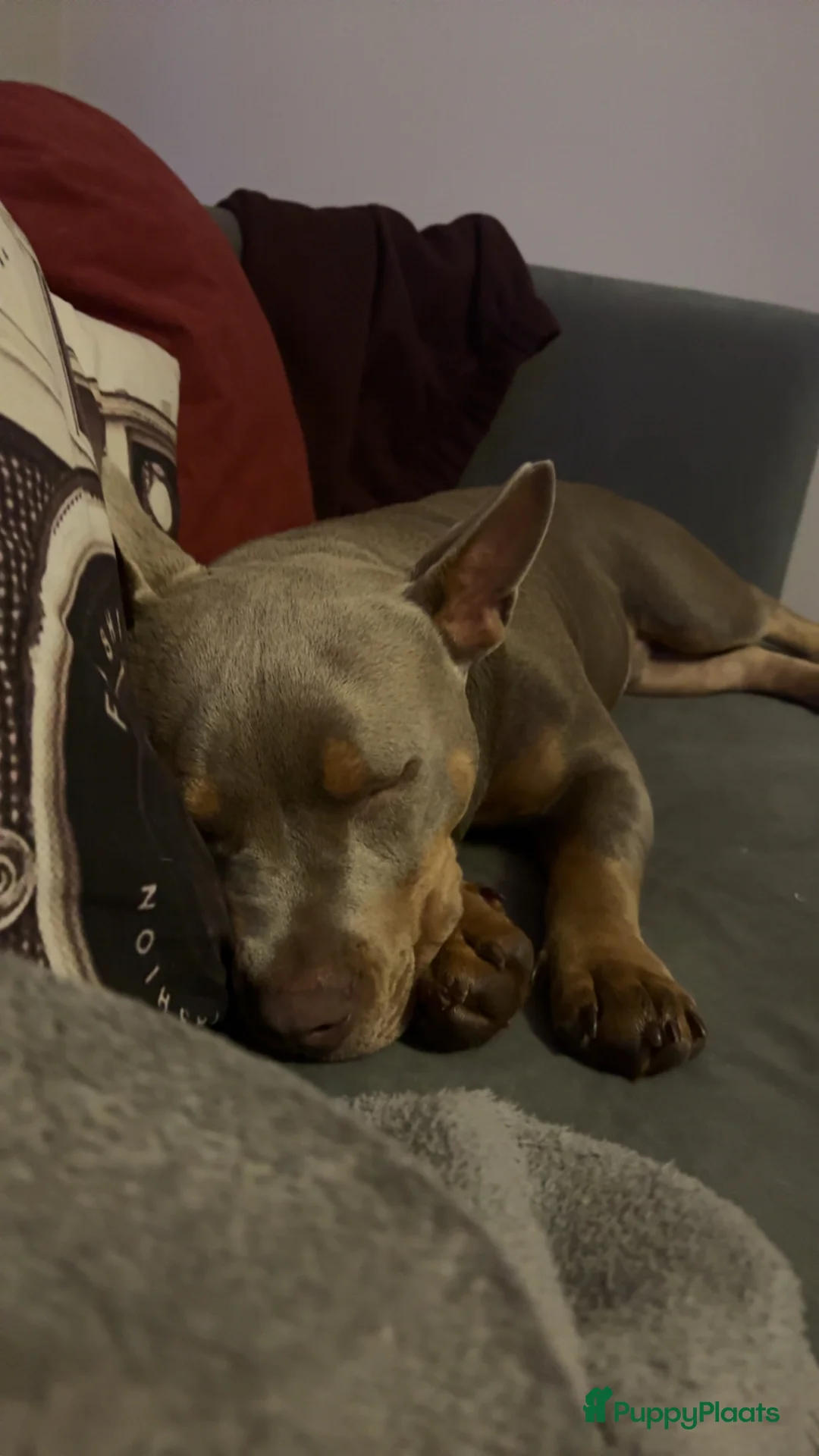 Amerikaanse Bully honden ter dekking: Hier is mijn dekreu, hij zoekt een gezonde teef. in Emmeloord - Advertentie 1