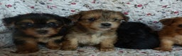 Yorkshire Terriër honden te koop: 5 pups Yorkshire Terrier gezond niet doorgefokt - Advertentie 23