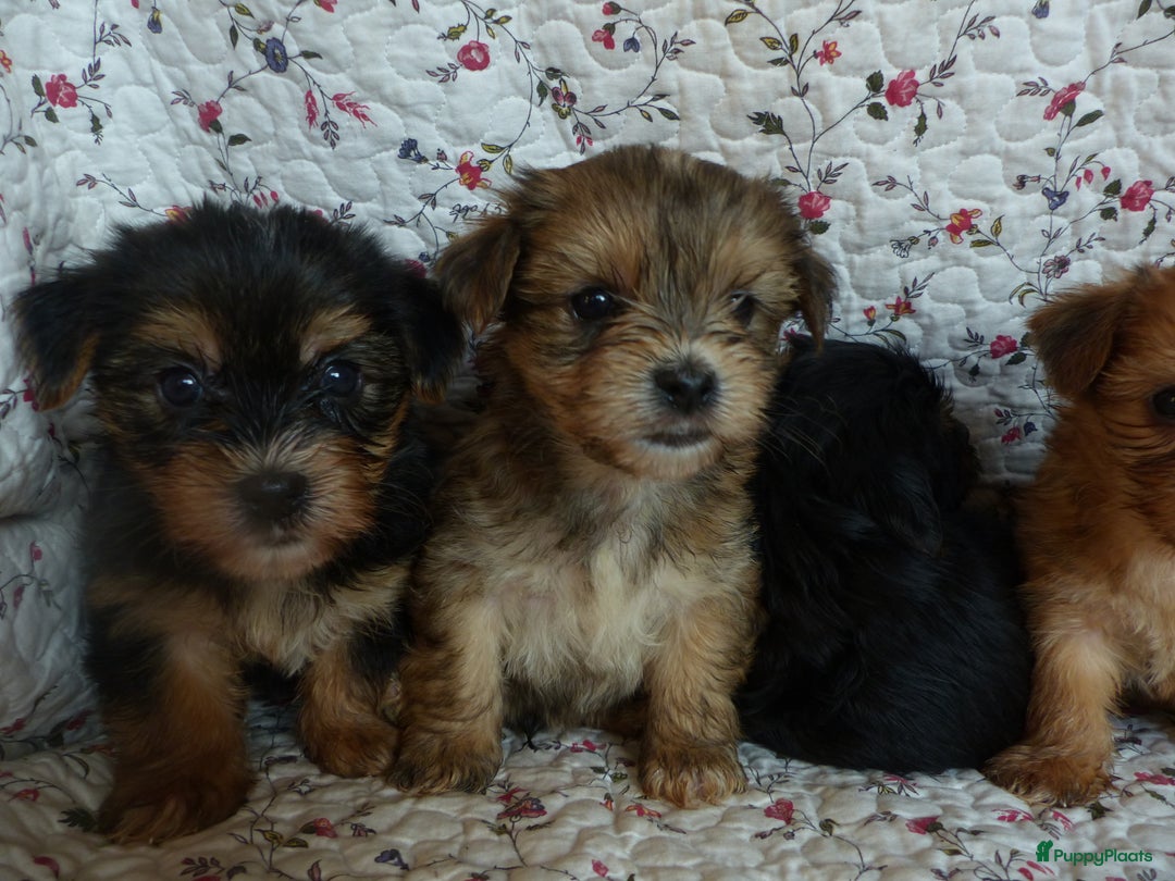 Yorkshire Terriër honden te koop: 5 pups Yorkshire Terrier gezond niet doorgefokt - Advertentie 23