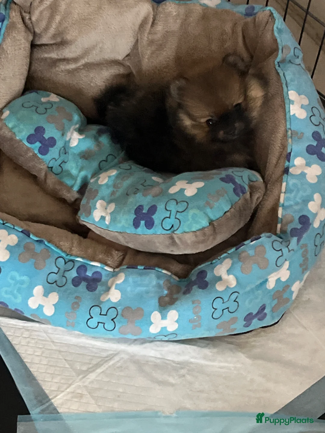 Pomeriaan honden te koop: Te koop knappe pomeranian teef - Advertentie 6