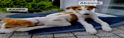 Barsoi honden te koop: Borzoi-teef uit FCI-kennel zoekt lief thuis  - Advertentie 39