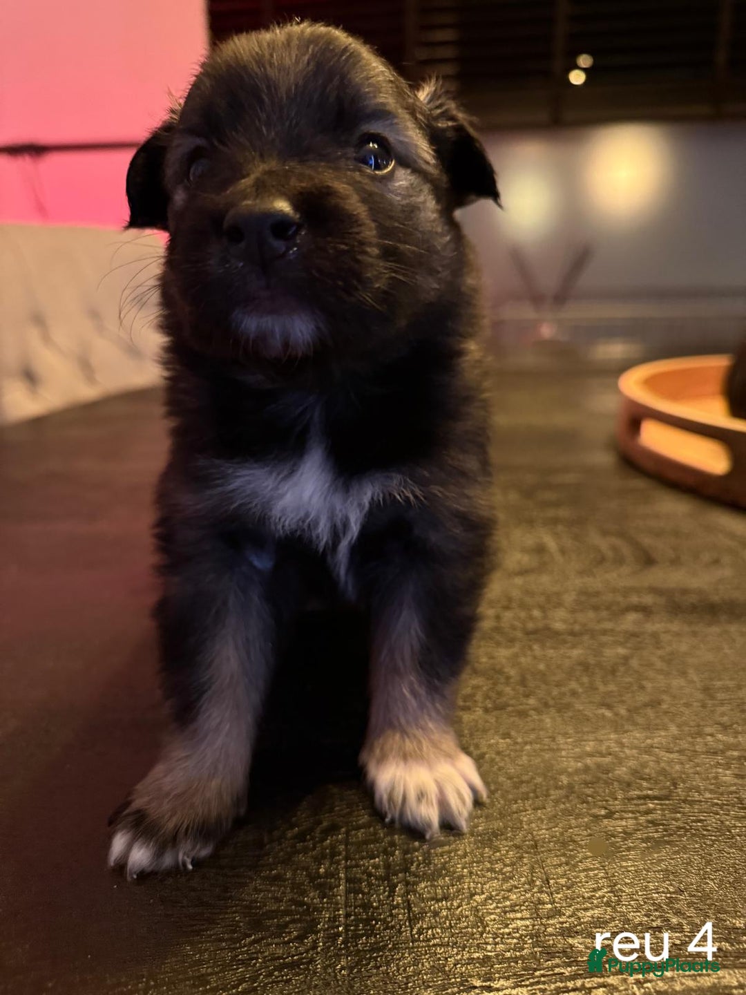 Kruising honden te koop: knappe keeshond x border collie puppy's te koop - Advertentie 5