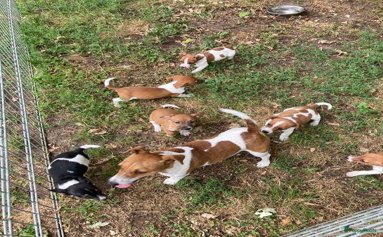 Jack Russel Terriër honden - Advertentie 1