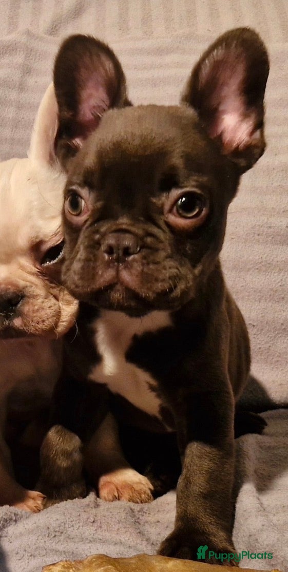 Franse Bulldog honden Franse buldog fluffy - Advertentie 1