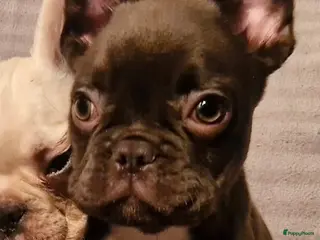 Franse Bulldog honden Franse buldog fluffy - Advertentie 1