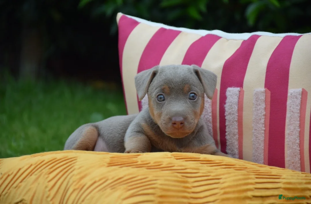 Jack Russel Terriër honden te koop: lieve pups zoeken een nieuw huisje - Advertentie 2