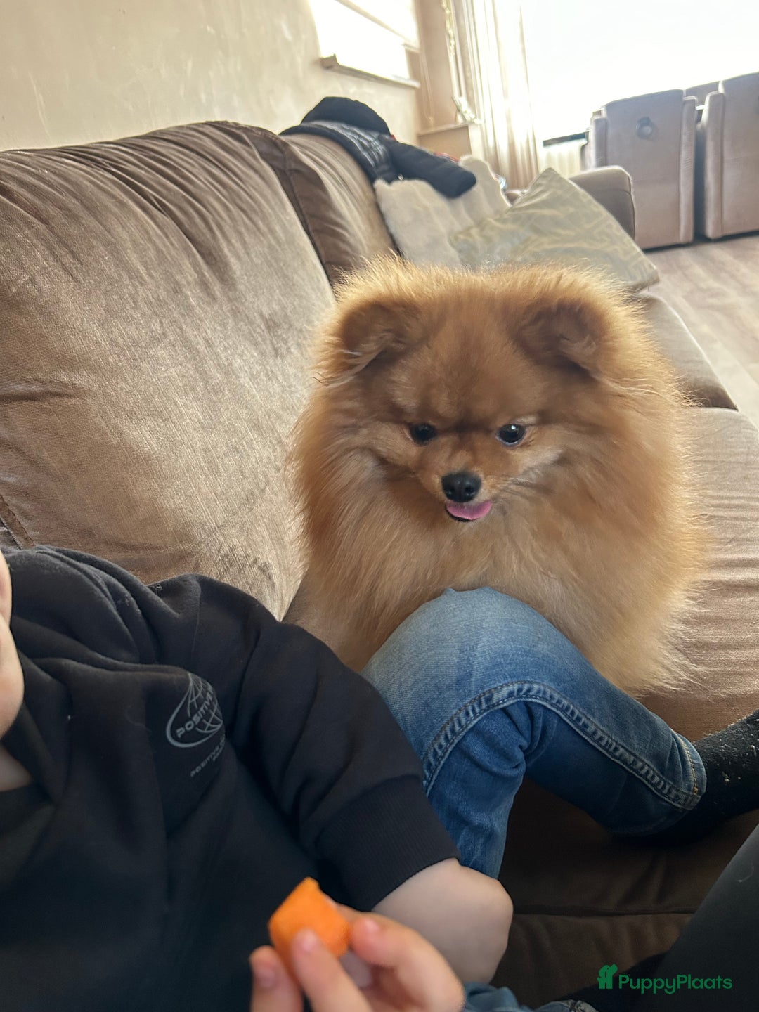 Keeshond honden te koop: Pomeriaantje - Afbeelding 3