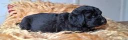 Kruising honden te koop: Labradoodle x Bloedhond / Zwitserse Senner pups - Advertentie 14