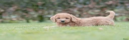 Labradoodle honden te koop: prachtige labradoodle x australian labradoodle - Advertentie 14