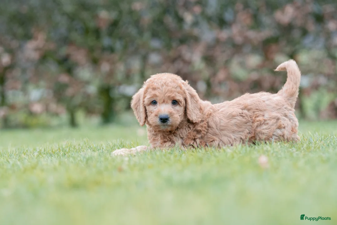 Labradoodle honden te koop: prachtige labradoodle x australian labradoodle - Advertentie 14