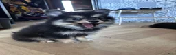Pomsky honden te koop: 6 pomskys - Advertentie 6