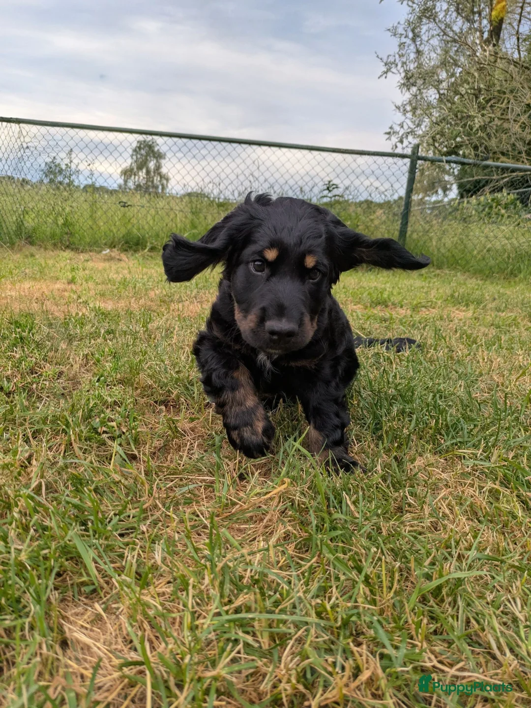 Kruising honden te koop: Lieve Cockapoo pups te koop  in Barneveld - Advertentie 2