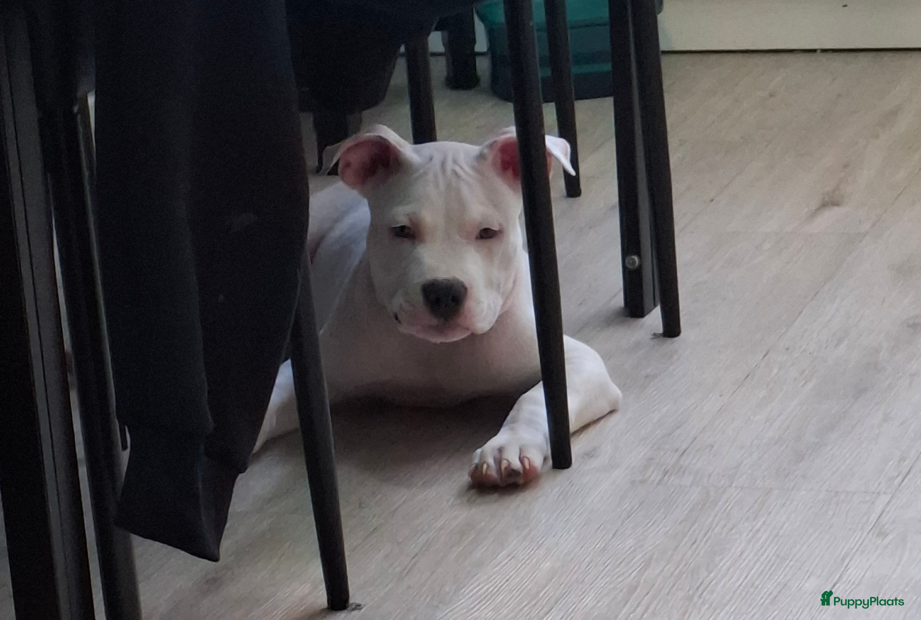 American Staffordshire Terriër honden American Staffordshire Terriers Pupps  - Advertentie 1