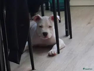 American Staffordshire Terriër honden American Staffordshire Terriers Pupps - Advertentie 1