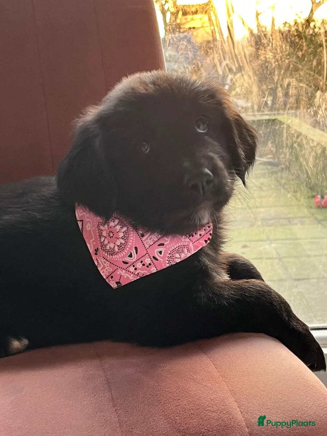 Kruising honden te koop: Xing golden retiever, aussie in huis opgegroeid - Advertentie 3