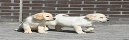 Labrador Retriever honden te koop: Knappe Labrador pups met stamboom ! - Advertentie 25