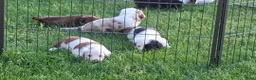 Teckel (langhaar) honden te koop: Bonte teckels merle pups - Advertentie 8